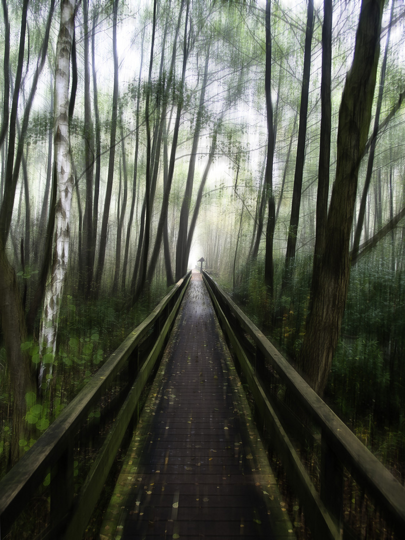 Auf dem Holzweg