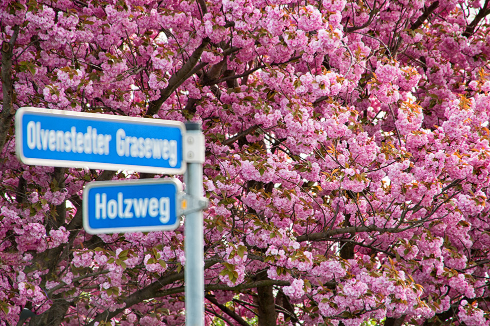 Auf dem Holzweg mit Prunus serrulata...