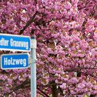 Auf dem Holzweg mit Prunus serrulata...