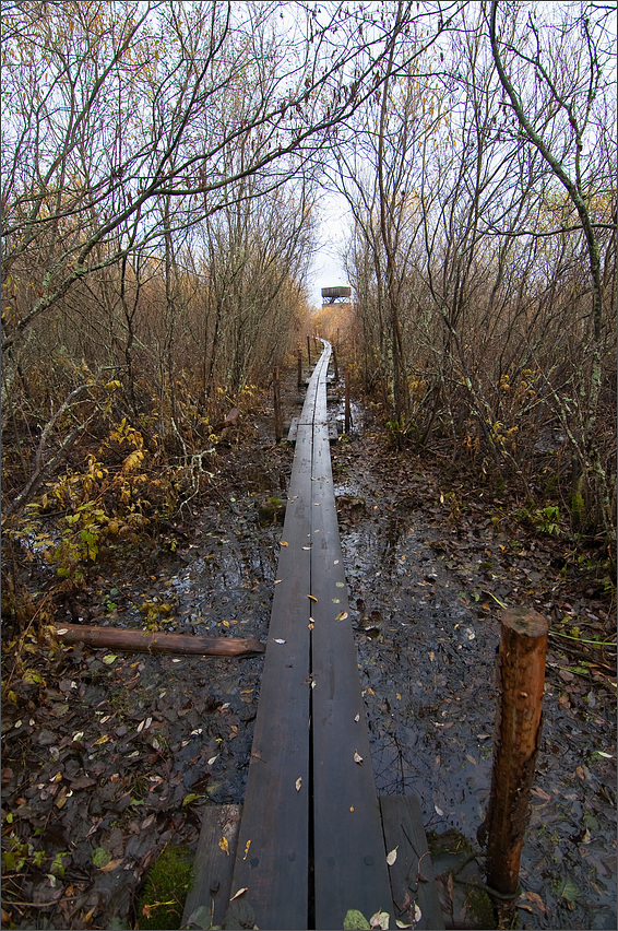 Auf dem Holzweg zum Ziel