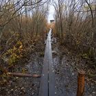 Auf dem Holzweg zum Ziel