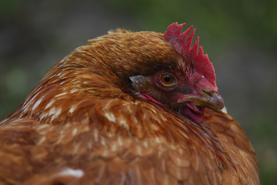 Auf dem Hühnerhof: das schüchterne Huhn