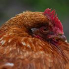 Auf dem Hühnerhof: das schüchterne Huhn