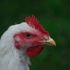 Auf dem Hühnerhof: die weisse Henne