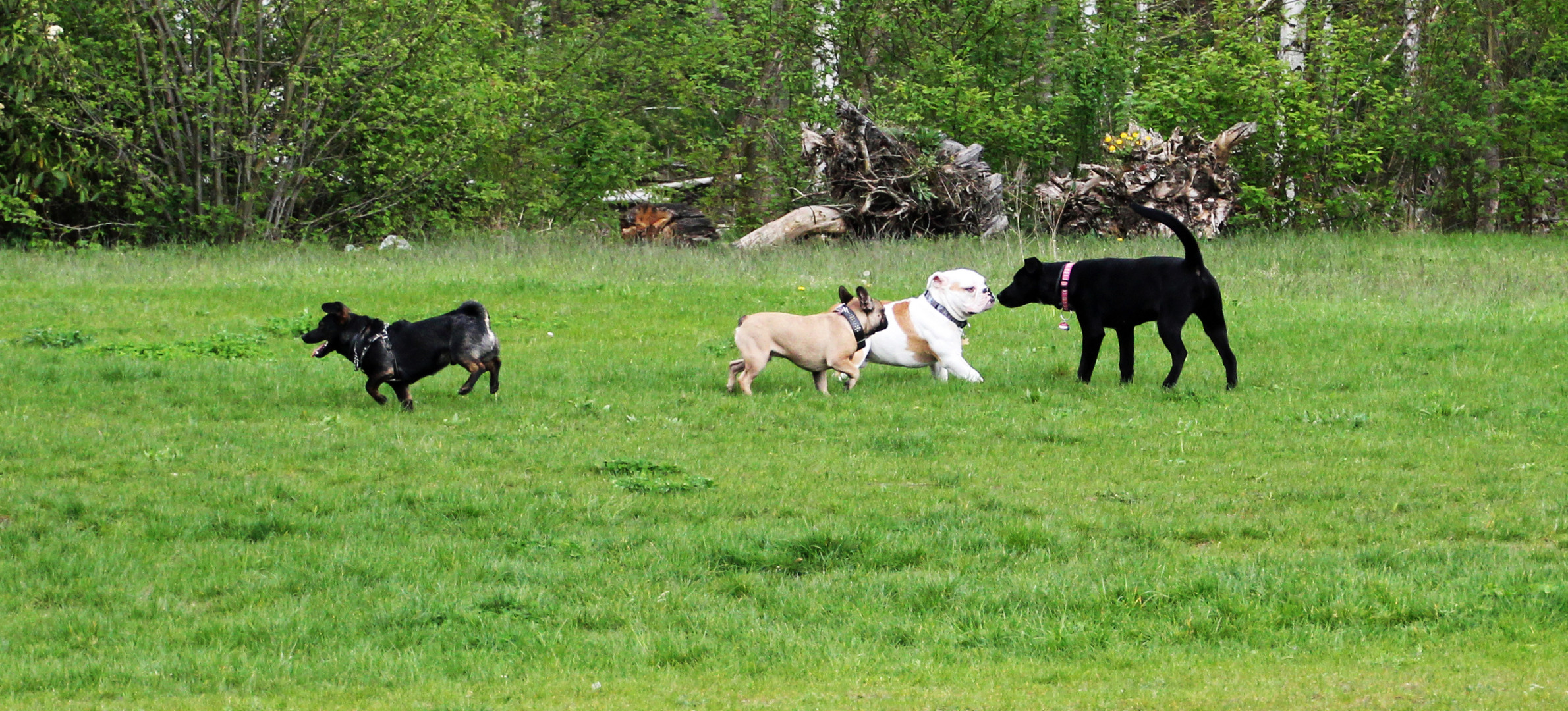 Auf dem Hundespielplatz