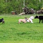 Auf dem Hundespielplatz