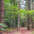 Auf dem Jägersteig bei Schluchsee