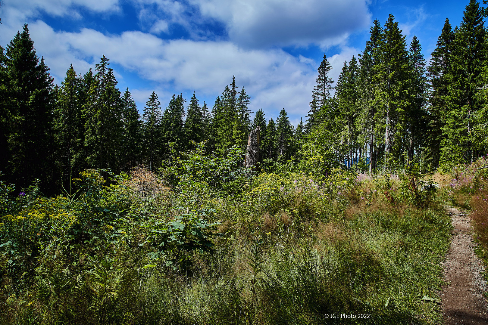 Auf dem Jägersteig bei Schluchsee