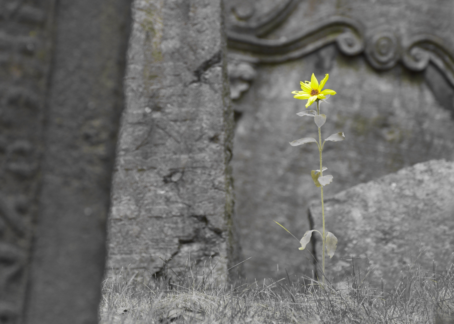 Auf dem Jüdischen Friedhof