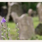 auf dem jüdischen Friedhof