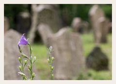 auf dem jüdischen Friedhof