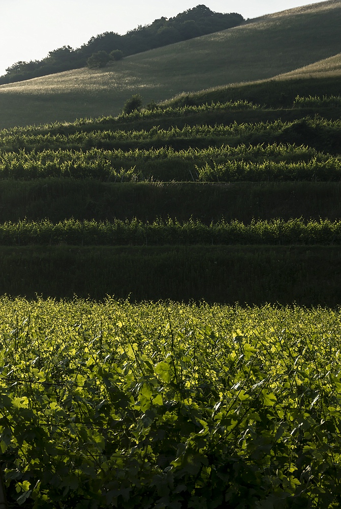 Auf dem Kaiserstuhl