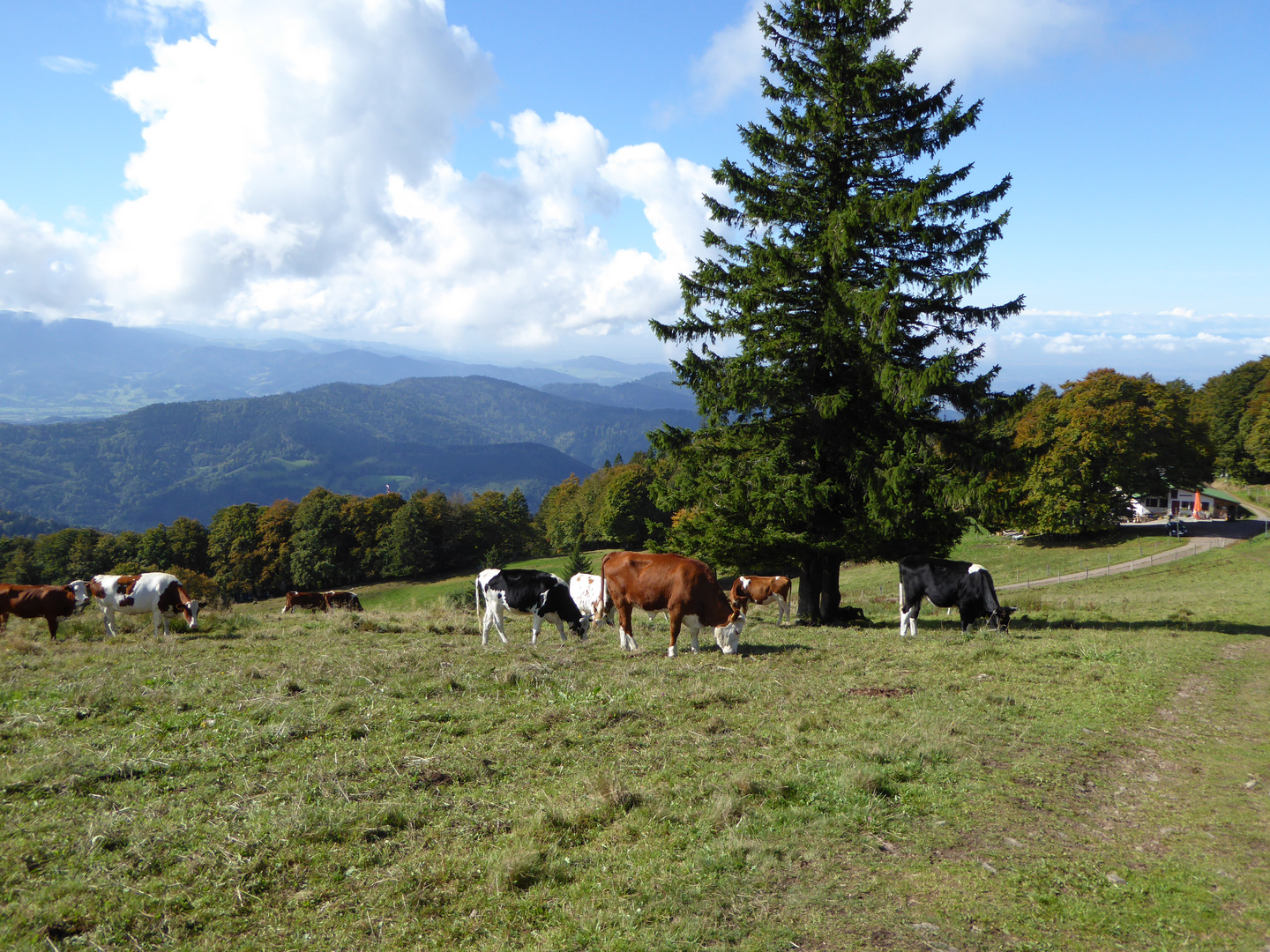 Auf dem Kandel