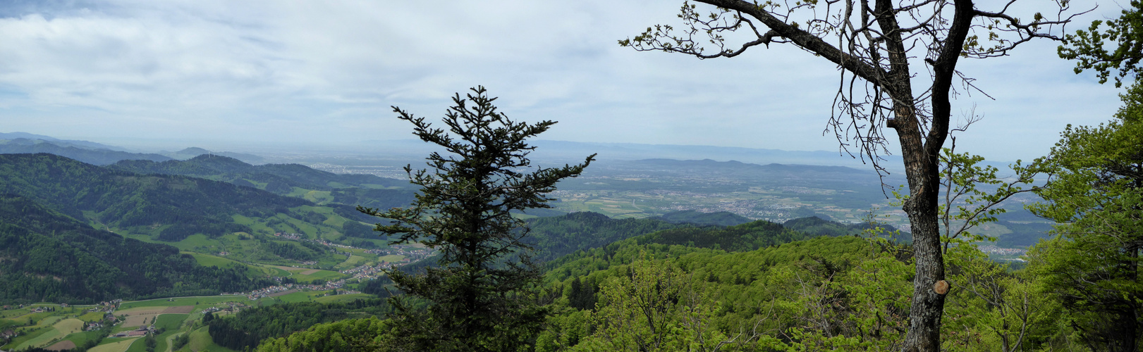 auf dem Kandel von der Thomashütte