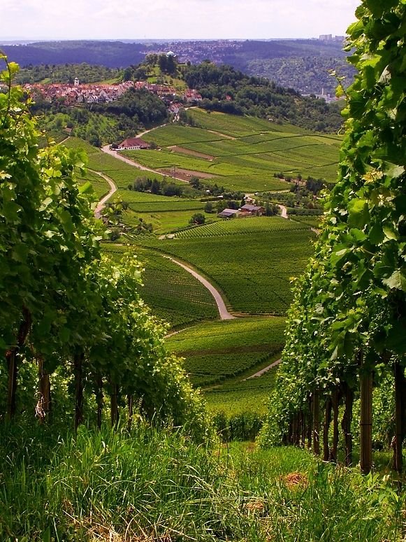 ...auf dem Kappelberg...