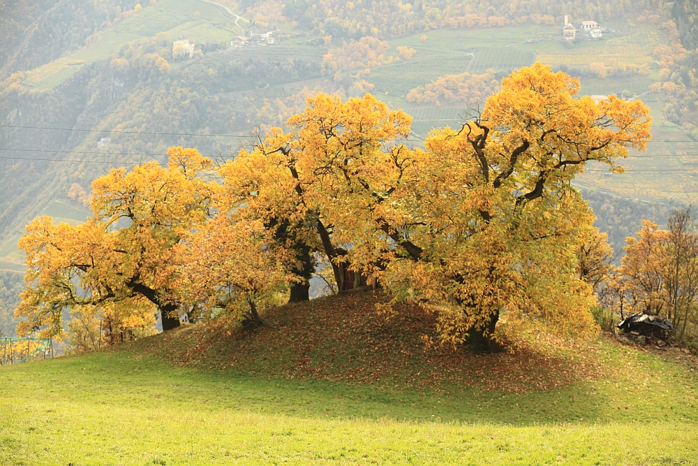 Auf dem Keschtenweg