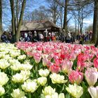 Auf dem Keukenhof in Holland