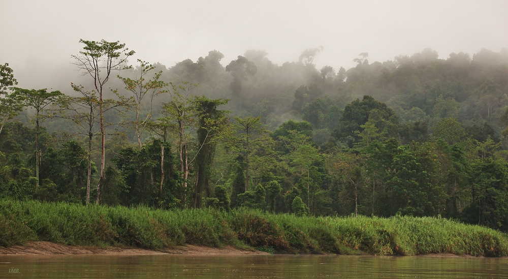 Auf dem Kinabatangan