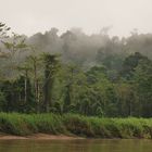 Auf dem Kinabatangan