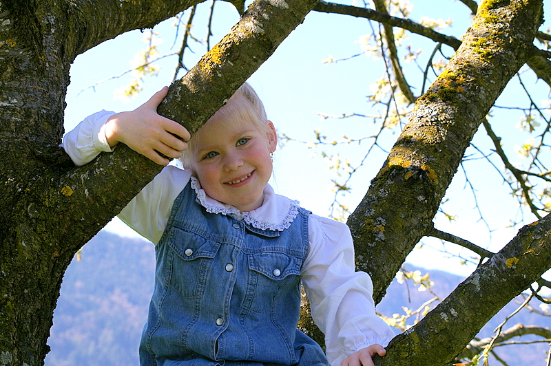 auf dem Kirschbaum........