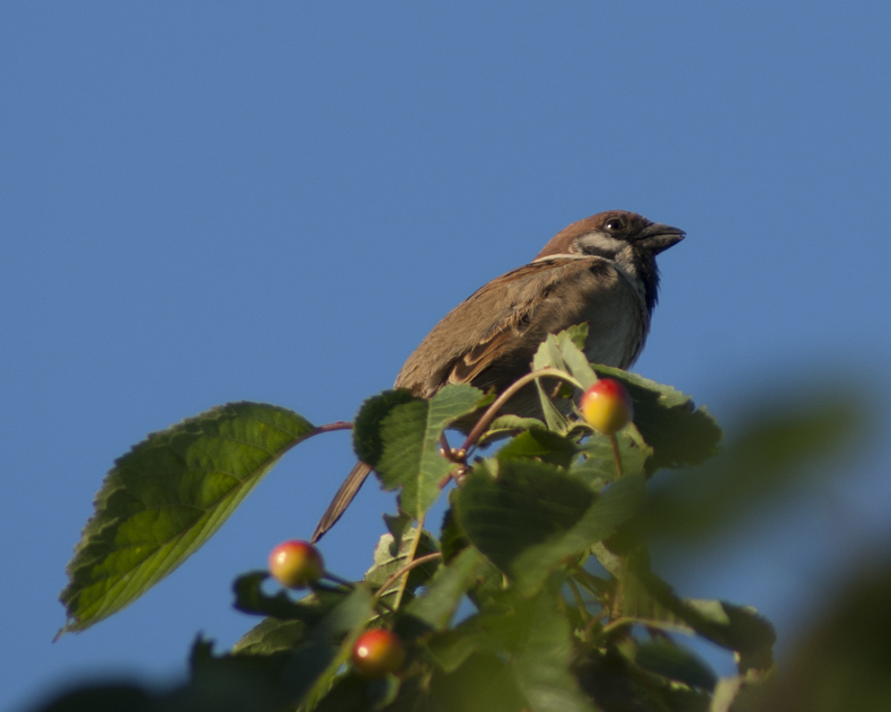 auf dem Kirschbaum