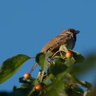 auf dem Kirschbaum