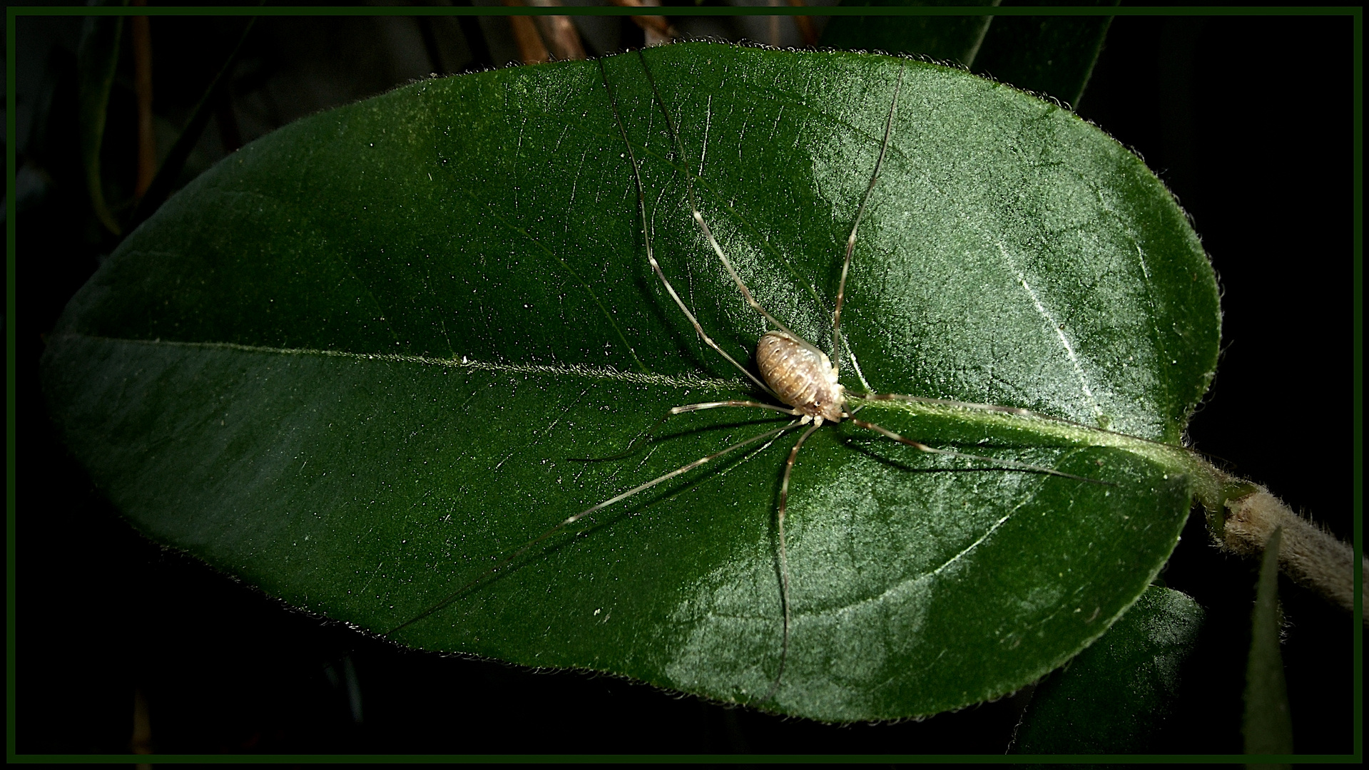 Auf dem kleinen grünen Blatt...