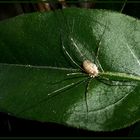 Auf dem kleinen grünen Blatt...