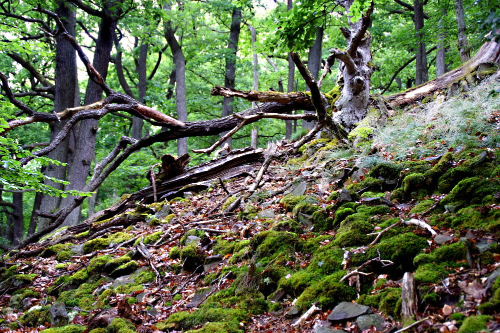 Auf dem Knorreichenstieg