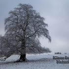 Auf dem Knoten - Westerwald