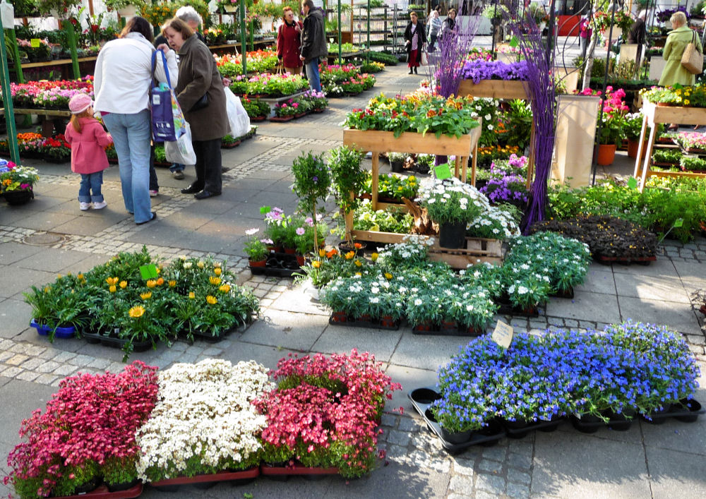 Auf dem Kölner Blumenmarkt 5