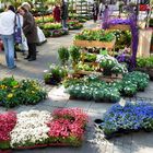 Auf dem Kölner Blumenmarkt 5