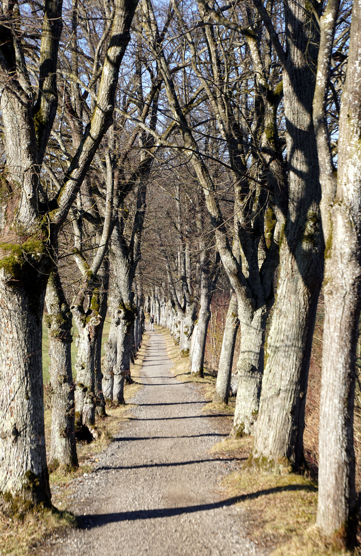 Auf dem König-Ludwig-Weg am Starnberger See