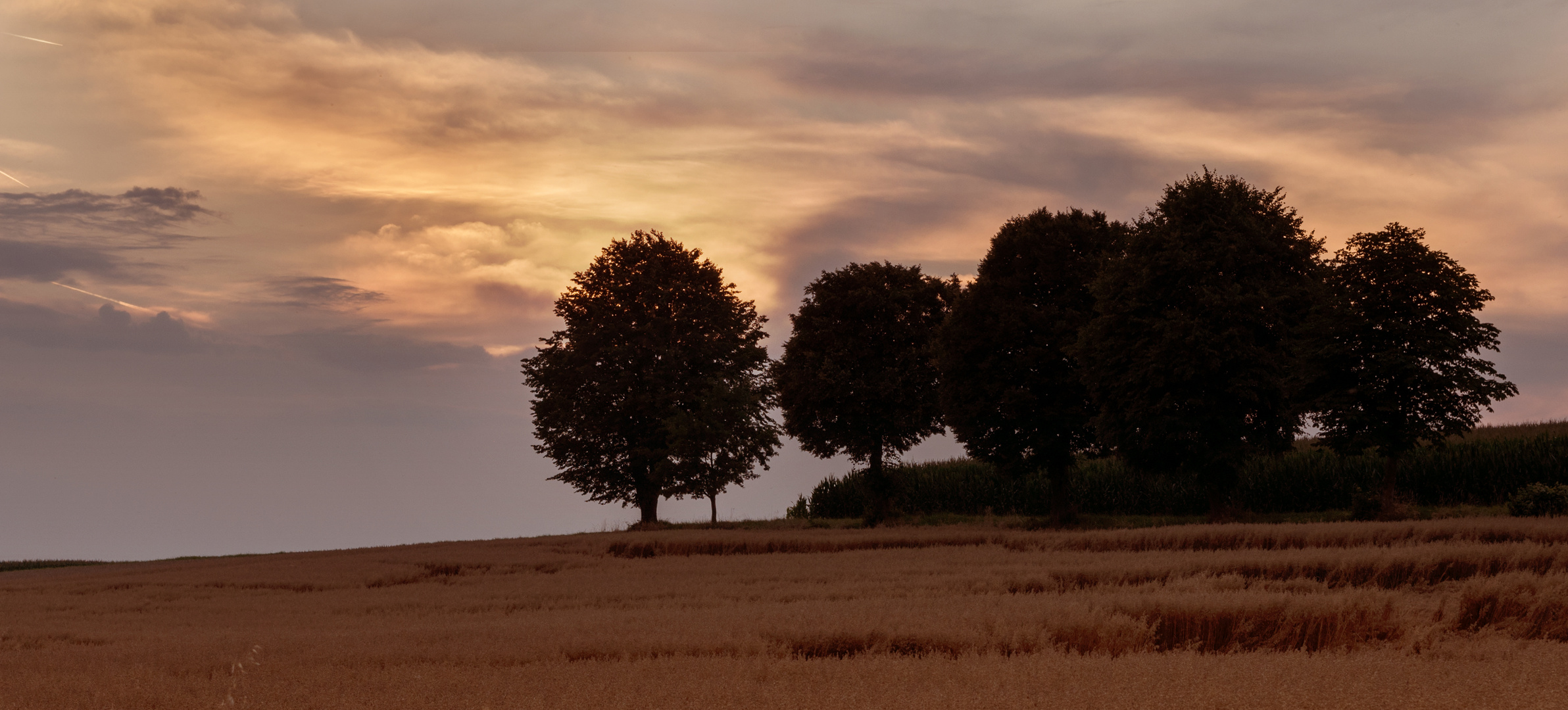 Auf dem Kornfeld