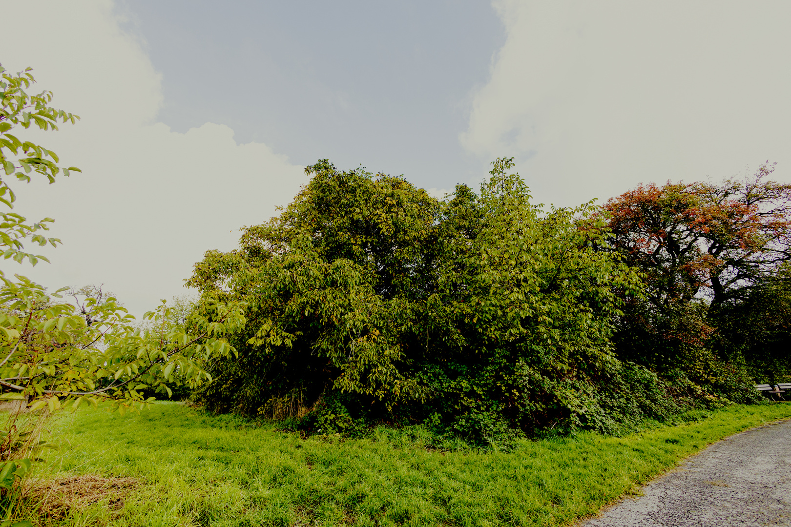 Auf dem Kräuterwanderweg entlang alter Nuss- und Obstbaumbestände