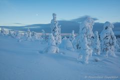 auf dem Kuertunturi (12)