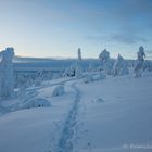 auf dem Kuertunturi (15) - my trail