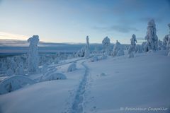 auf dem Kuertunturi (15) - my trail