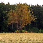 " Auf dem Land "