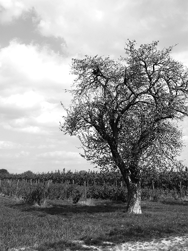 Auf dem Lande [2]