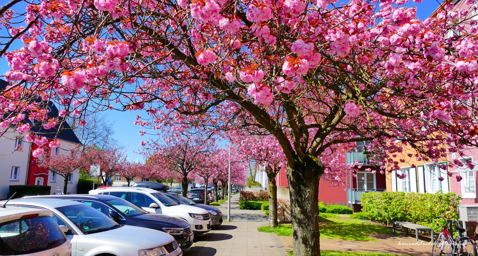 Auf dem Langen Kampe zur Kirschblüte in Bielefeld