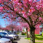 Auf dem Langen Kampe zur Kirschblüte in Bielefeld