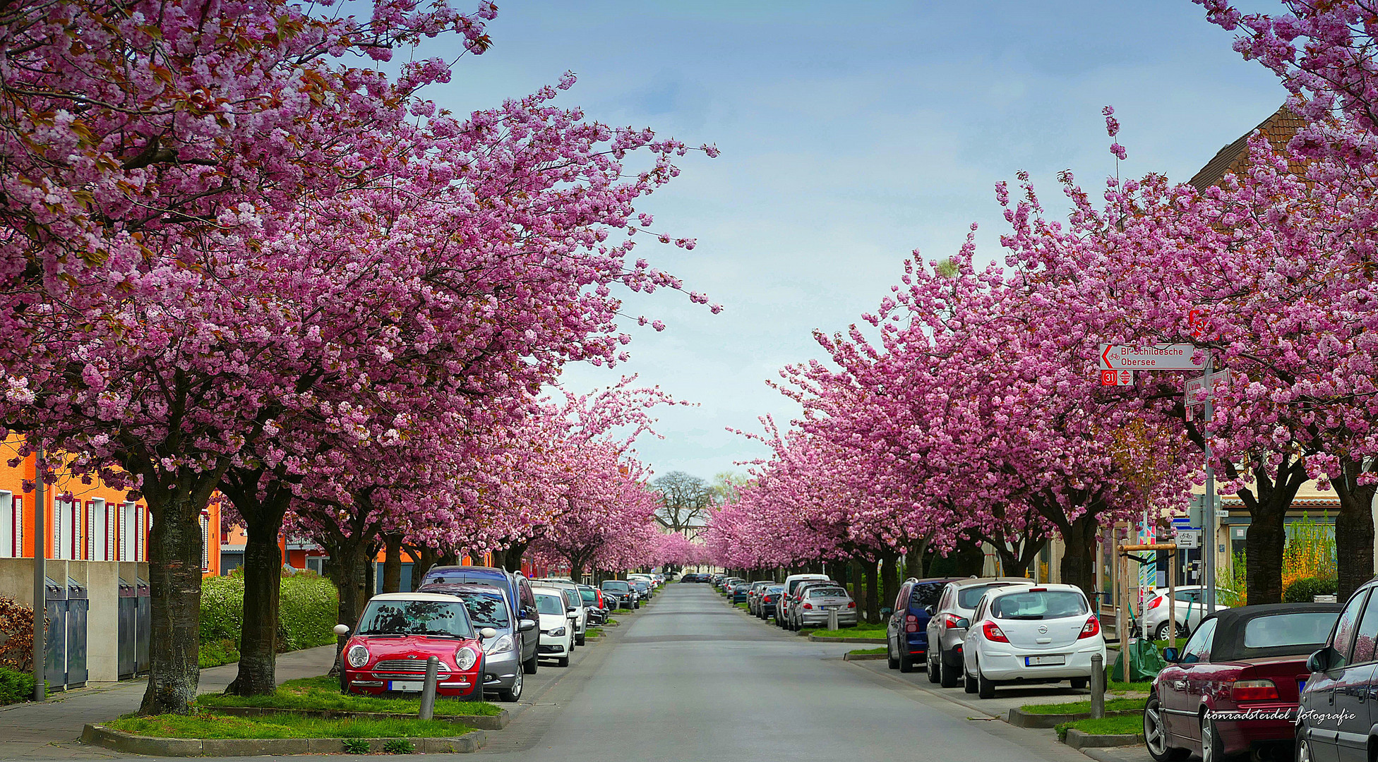 Auf dem Langen Kampe zur Kirschblüte in Bielefeld