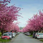 Auf dem Langen Kampe zur Kirschblüte in Bielefeld