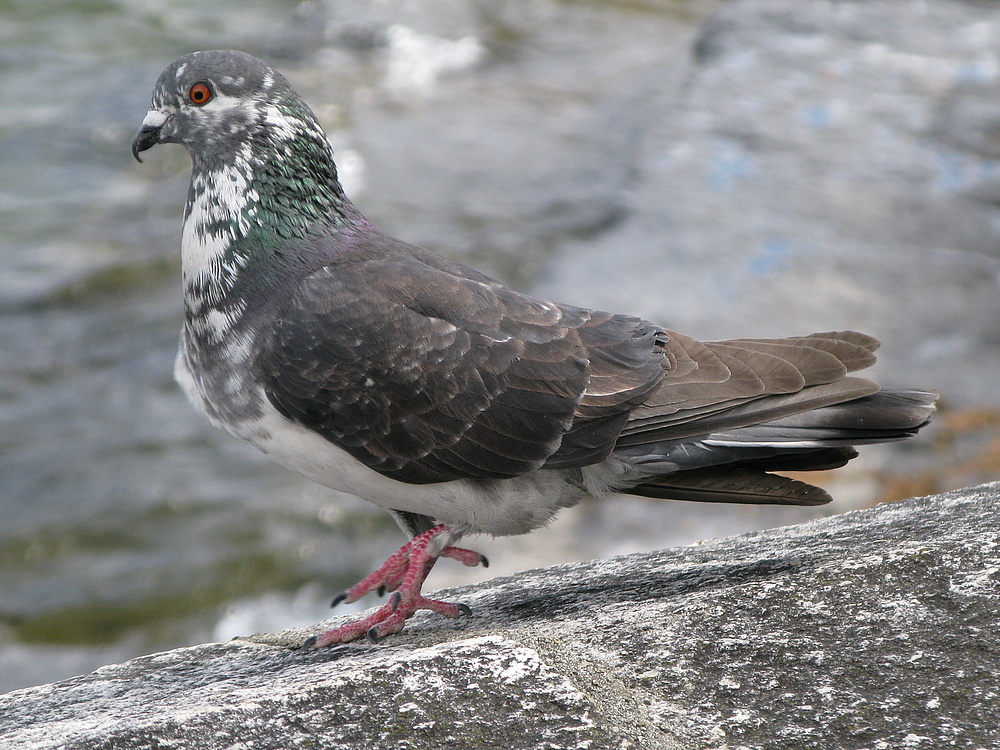 auf dem Laufsteg