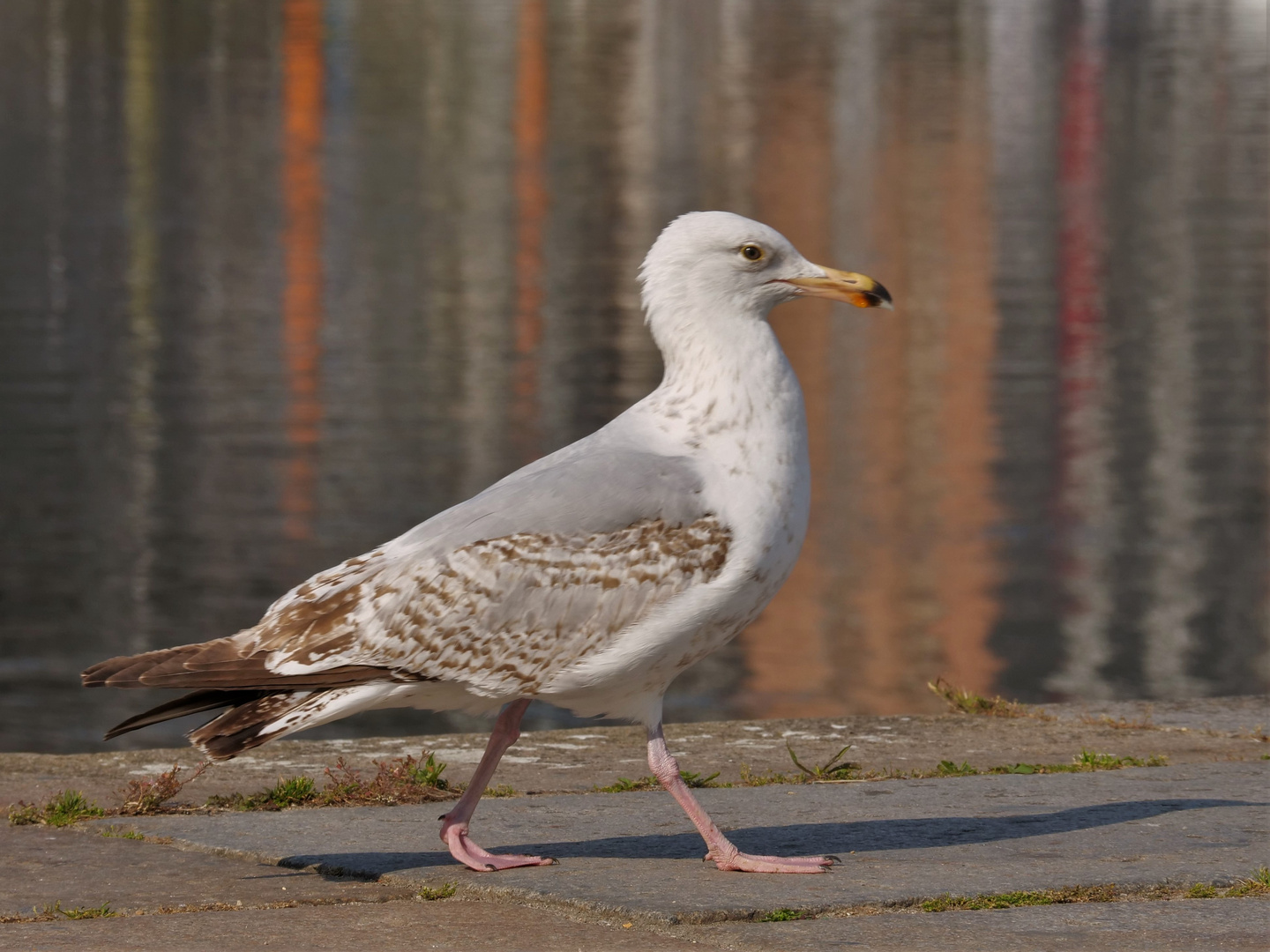 Auf dem Laufsteg