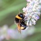 Auf dem Lavendel