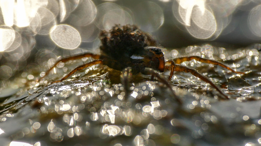 Auf dem lichtdurchfluteten Wasserberg