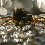 Auf dem lichtdurchfluteten Wasserberg