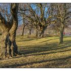 Auf dem Lindenplatz 03